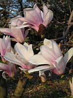 Magnolia Soulangeana (fam Magnoliacees) (Photo F. Mrugala) (3)